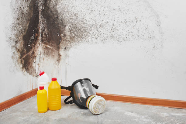Best Toxic Mold Removal  in Monroe, NC