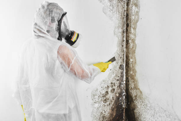 Office Mold Removal Services in Monroe, NC