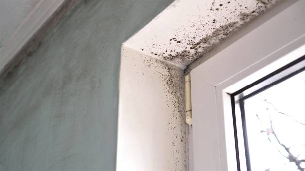 Best Attic Mold Removal  in Monroe, NC