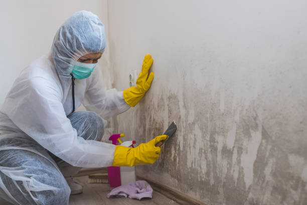 Best Commercial Mold Removal  in Monroe, NC