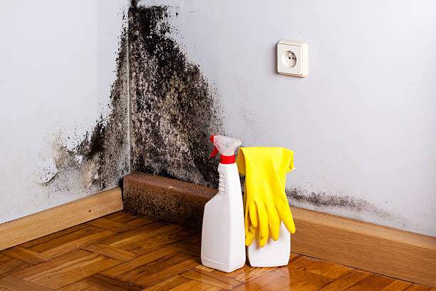 Monroe, NC Mold Removal Company