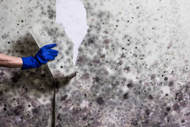Best Mold Damage Repair  in Monroe, NC