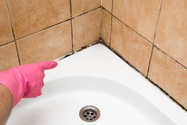 Best Affordable Mold Removal  in Monroe, NC
