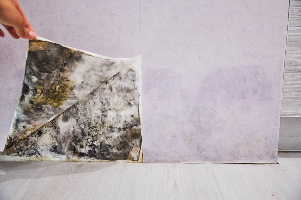 Best Residential Mold Removal  in Monroe, NC